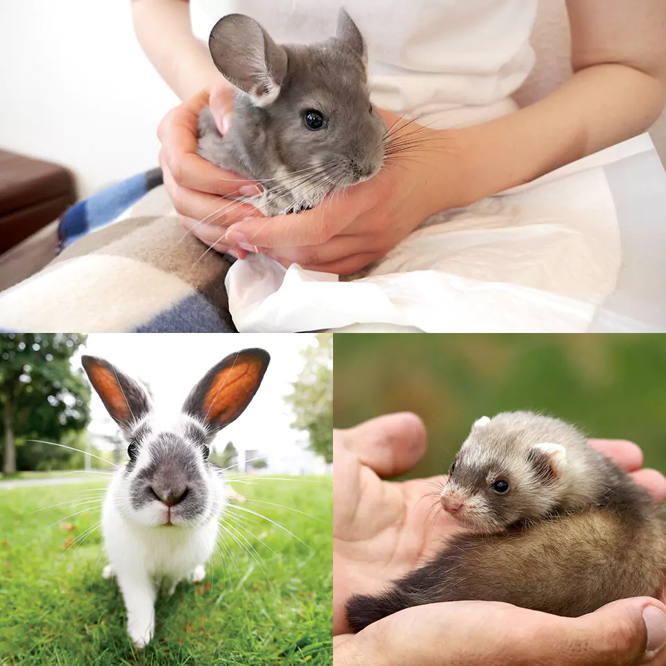 About Us 20102021 SWEET BI Small Animal Pet Food